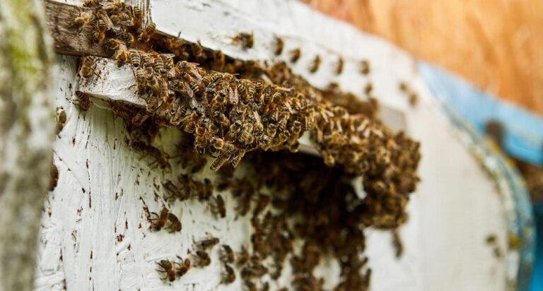 bees-entering-bee-hive-with-collected-floral-nectar-flower-pollen-after-intense-harvest-period-close-up-working-bees-wooden-beehive-concept-healthy-organic-api_