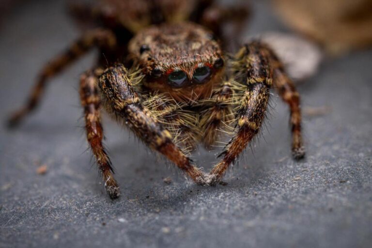 closeup-shot-spider-isolated-blurred-background_